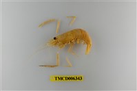 藏品(粗糙沼蝦)的圖片